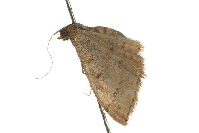 Image of Scopula rubraria Doubleday 1843