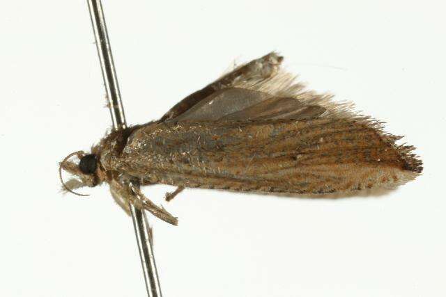 Image of Nutgrass borer