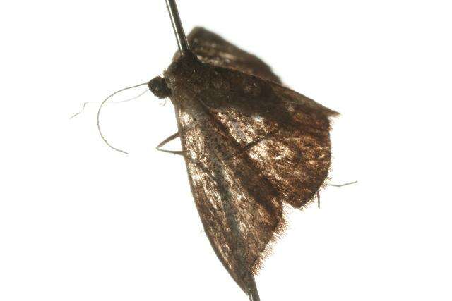 Image of Idaea inversata