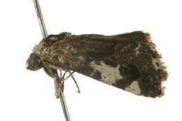 Image of Acontia nivipicta Butler 1886