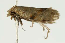 Image of Merophyas divulsana Walker 1863