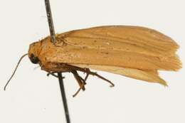 Image of <i>Eilema plana</i>