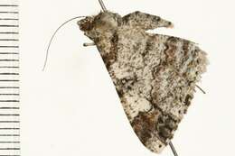 Cleora illustraria Walker 1863的图像