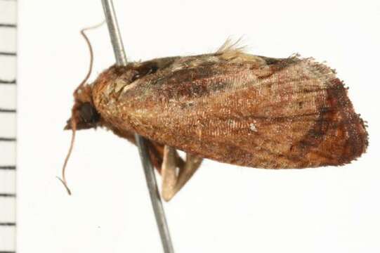 Image of Moth