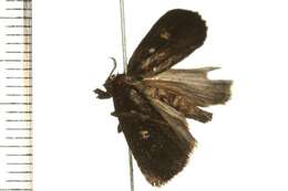 Image of Egone bipunctalis Walker 1863