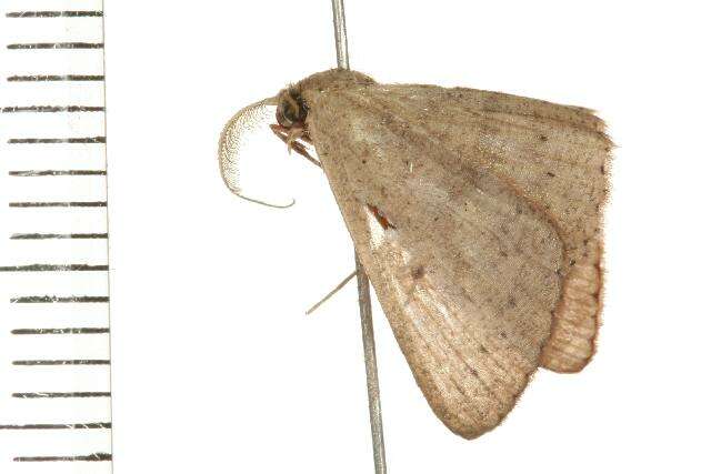 Image of <i>Cyclophora obstataria</i>