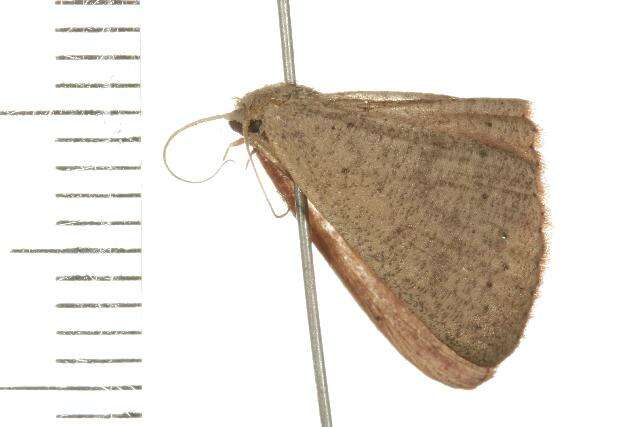 Image of <i>Cyclophora obstataria</i>