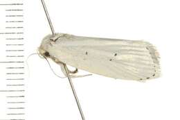 Image of Cryptophasa pultenae Lewin 1805