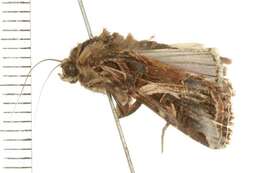 Sivun Spodoptera litura Fabricius 1775 kuva