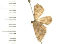 Image of Scopula rubraria Doubleday 1843