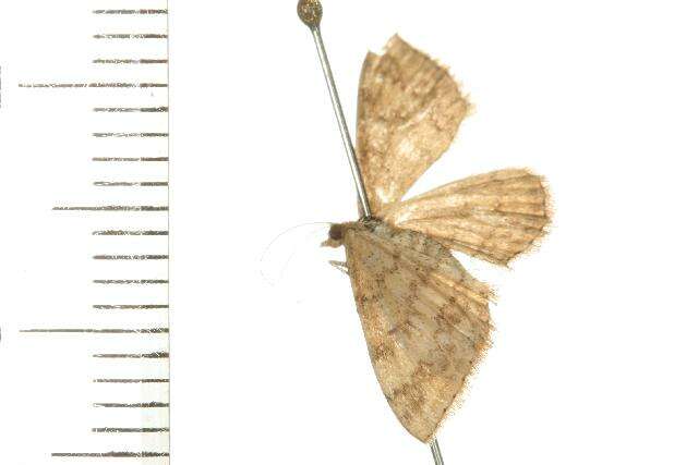 Image of Scopula rubraria Doubleday 1843