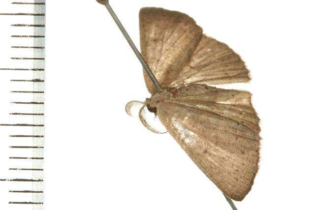 Image of <i>Cyclophora obstataria</i>