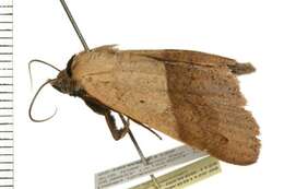 Image of Ophyx ochroptera Guenée 1852