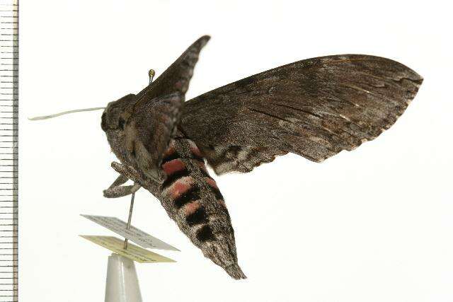 Image of convolvulus hawk moth