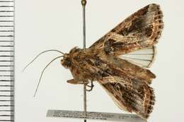 Sivun Spodoptera litura Fabricius 1775 kuva