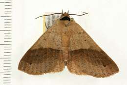 Image of Ophyx ochroptera Guenée 1852