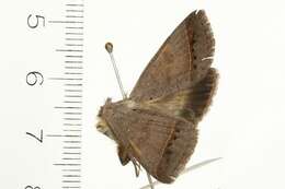 Image of Pantydia capistrata Lucas 1894