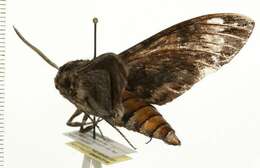 Image of convolvulus hawk moth