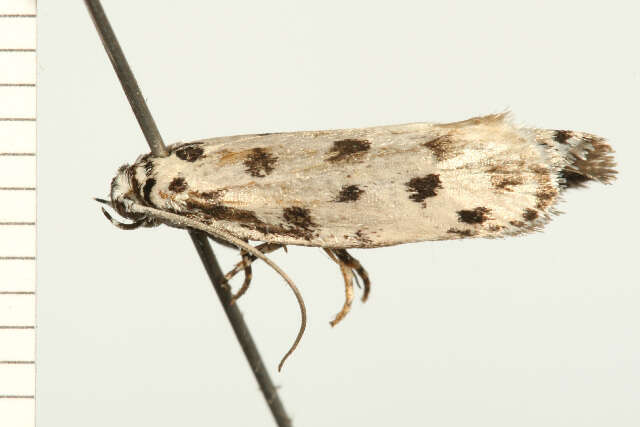 Image of Ethmia sphaerosticha Meyrick 1886