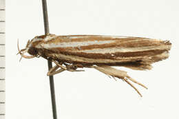 Image of Catoryctis eugramma Meyrick 1890