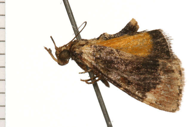 Image of Titanoceros cataxantha Meyrick 1884