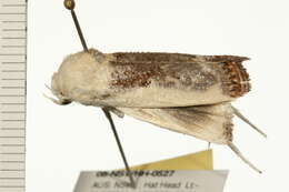 Image of Cryptophasa albacosta