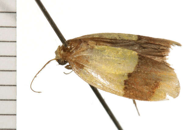 Heterallactis euchrysa Meyrick 1886 resmi