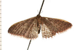 Image of Idaea inversata