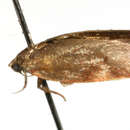 Image of <i>Garrha phoenopis</i>