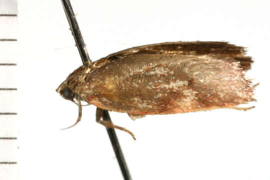 Image of <i>Garrha phoenopis</i>