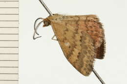 Image of Scopula rubraria Doubleday 1843