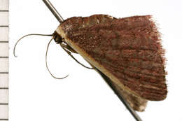 Image of Idaea inversata