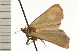 Image of Phytometra laevis