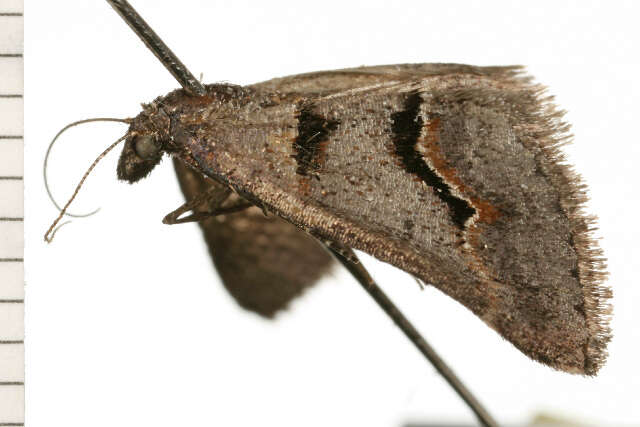 Plancia ëd Dichromodes atrosignata Walker 1861