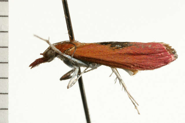 Image of Canuza euspilella Walker 1866