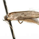 Image of <i>Artiastis stenopolia</i>