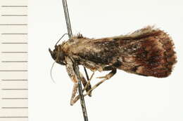 Image of <i>Orthaga thyrisalis</i>