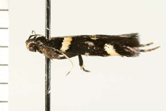 Image of Macrobathra alternatella Walker 1864