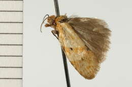 Image of Merophyas divulsana Walker 1863