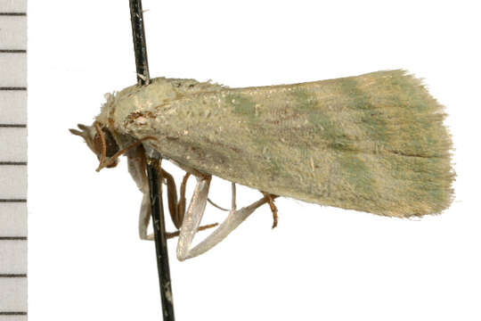 <i>Earias paralella</i>的圖片