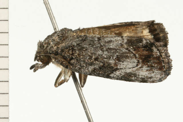 <i>Etanna clopaea</i>的圖片