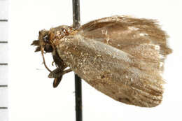 Image of Merophyas divulsana Walker 1863