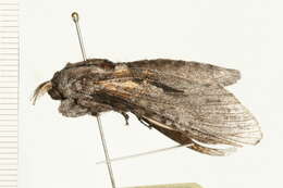 Image of <i>Endoxyla acontucha</i>