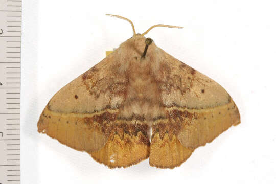 Image of Anthela varia (Walker 1855)