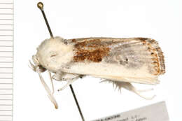 Image of Cryptophasa albacosta