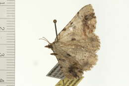 Image of Aeolochroma quadrilinea Lucas 1892