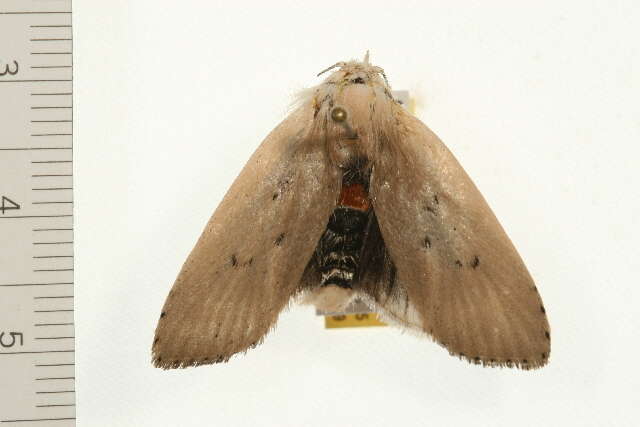 Image of Cryptophasa balteata Walker 1866