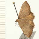 Image of <i>Chrysolarentia mecynata</i>
