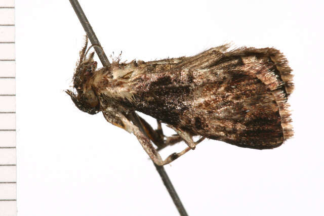 Image of <i>Orthaga thyrisalis</i>