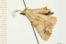 Image of Aeolochroma quadrilinea Lucas 1892